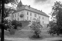 Dzików